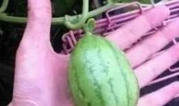 吃瓜娱乐图片搞笑版大全,笑料横生！吃瓜娱乐搞笑图片大盘点